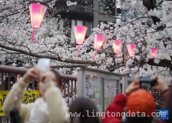 东京樱花季：目黑川畔的赏樱盛景