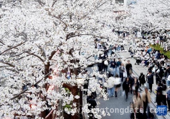 东京樱花季：目黑川畔的赏樱盛景