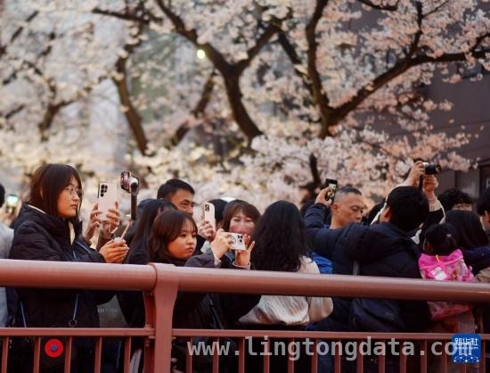 东京樱花季：目黑川畔的赏樱盛景