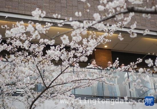 东京樱花季：目黑川畔的赏樱盛景