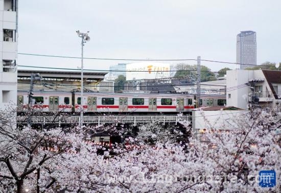 东京樱花季：目黑川畔的赏樱盛景