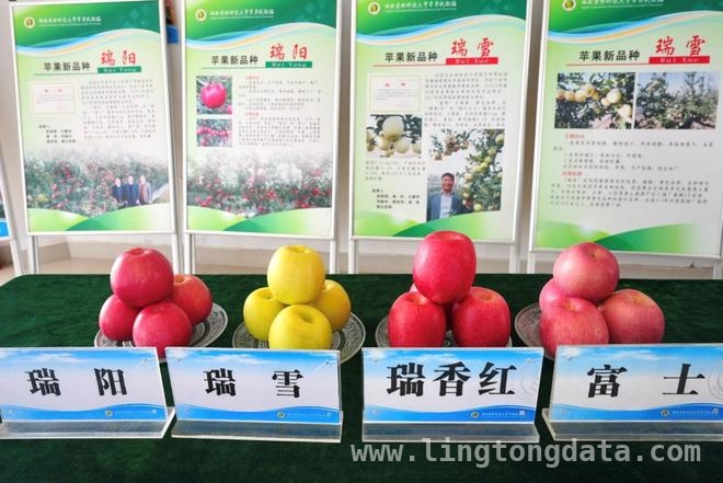 “三瑞”苹果：改写陕西苹果产业格局的神奇密码 探秘“三瑞”苹果：从黄土高原走向全国的甜蜜奇迹