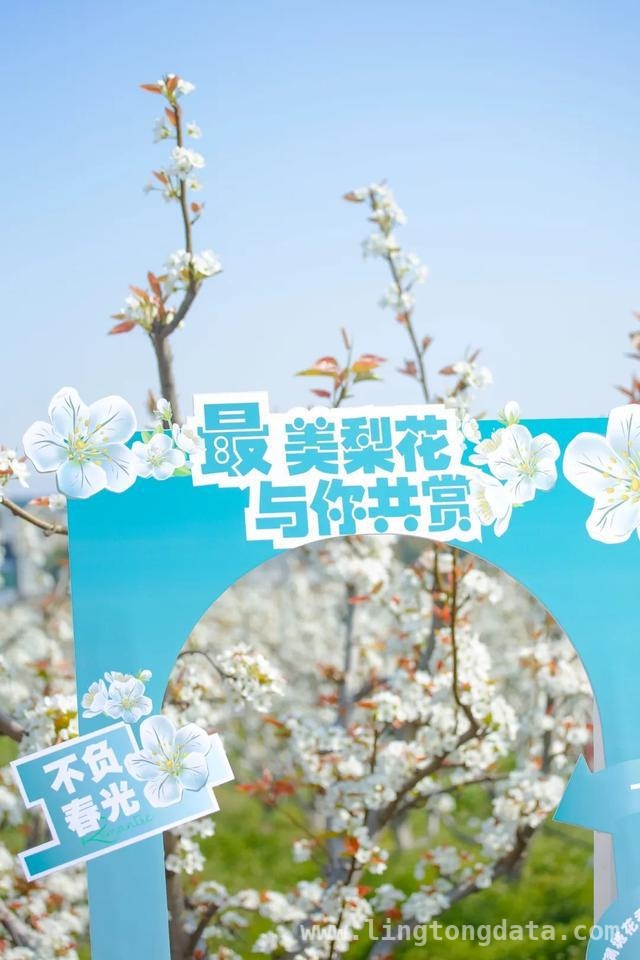 金山卫镇善晨梨园：邂逅一场浪漫的梨花之约 金山卫镇善晨梨园：梨花盛开绘就春日盛景