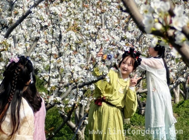 金山卫镇善晨梨园：邂逅一场浪漫的梨花之约 金山卫镇善晨梨园：梨花盛开绘就春日盛景
