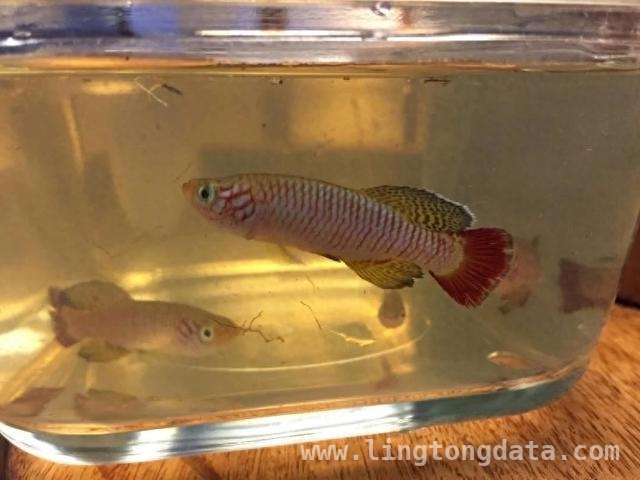 Nothobranchius sylvaticus：森林中独特的鳉鱼新发现 新发现！肯尼亚森林惊现极度濒危鳉鱼新种