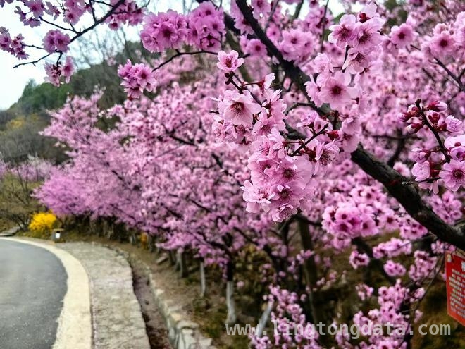济南清明假期：文旅活动缤纷，市场秩序井然 清明济南：繁花中开启精彩文旅之旅