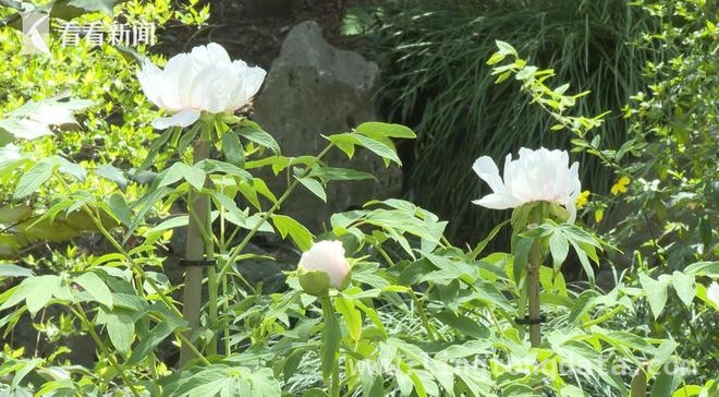 探秘醉白池，邂逅董其昌手植百年牡丹之美，醉白池明代董其昌手植牡丹迎春盛开，吸引游客纷至沓来