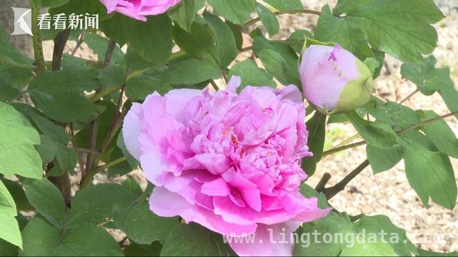 探秘醉白池，邂逅董其昌手植百年牡丹之美，醉白池明代董其昌手植牡丹迎春盛开，吸引游客纷至沓来