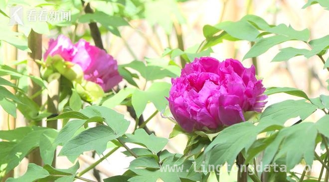 探秘醉白池，邂逅董其昌手植百年牡丹之美，醉白池明代董其昌手植牡丹迎春盛开，吸引游客纷至沓来