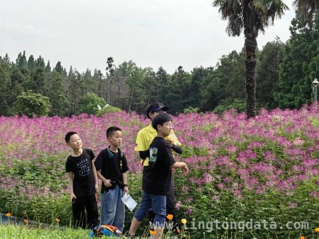 探秘东平森林花朝节：亲子露营的绝佳之选！