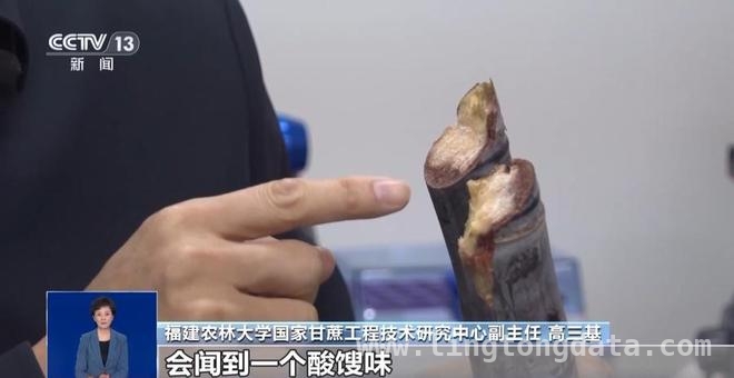 清明甘蔗真的“毒过蛇”？真相大揭秘，破解“清明蔗，毒过蛇”谣言，教你选甘蔗