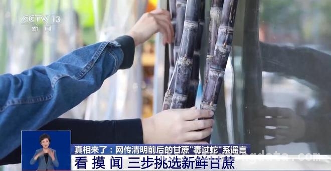 清明甘蔗真的“毒过蛇”？真相大揭秘，破解“清明蔗，毒过蛇”谣言，教你选甘蔗