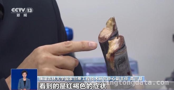 清明甘蔗真的“毒过蛇”？真相大揭秘，破解“清明蔗，毒过蛇”谣言，教你选甘蔗