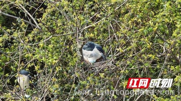 衡山萱洲湿地：鹭鸟繁衍见证生态环境持续改善