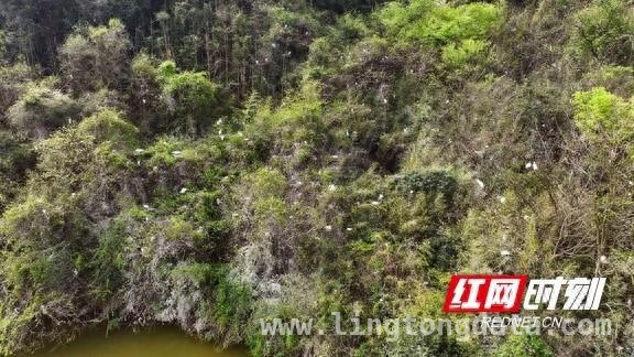 衡山萱洲湿地：鹭鸟繁衍见证生态环境持续改善