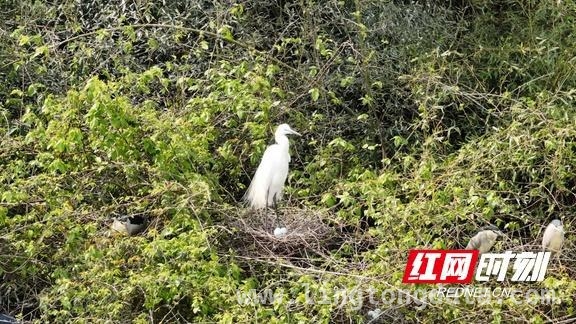 衡山萱洲湿地：鹭鸟繁衍见证生态环境持续改善