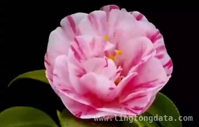 主播分享〈茶花赋〉，共赏茶花背后的祖国面貌，〈茶花赋〉：在茶花中探寻祖国之美