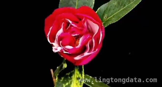 主播分享〈茶花赋〉，共赏茶花背后的祖国面貌，〈茶花赋〉：在茶花中探寻祖国之美