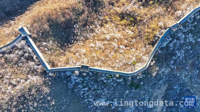 4月5日，见证慕田峪至箭扣长城的春日盛景 山花奔涌长城间，慕田峪至箭扣的春日绮梦